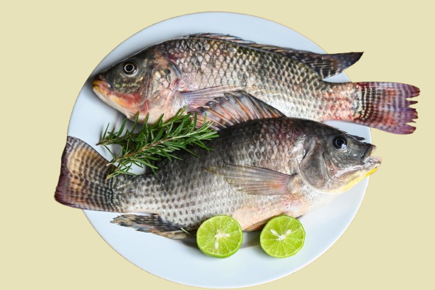 Tilapia Fisch