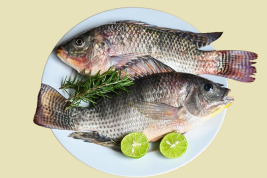 Tilapia Fisch